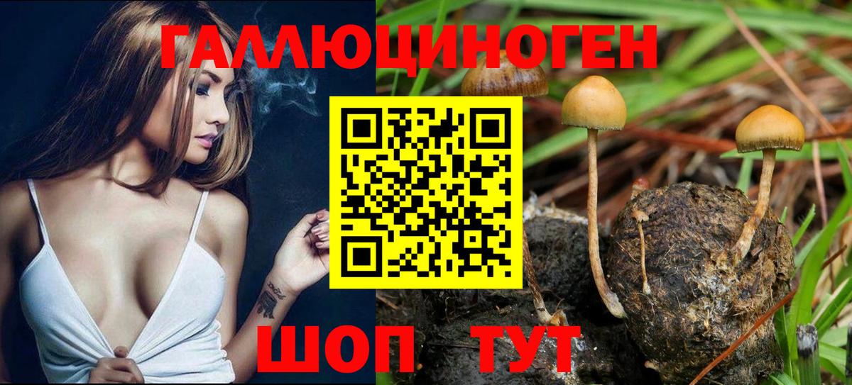 Галлюциногенные грибы Psilocybe Чапаевск